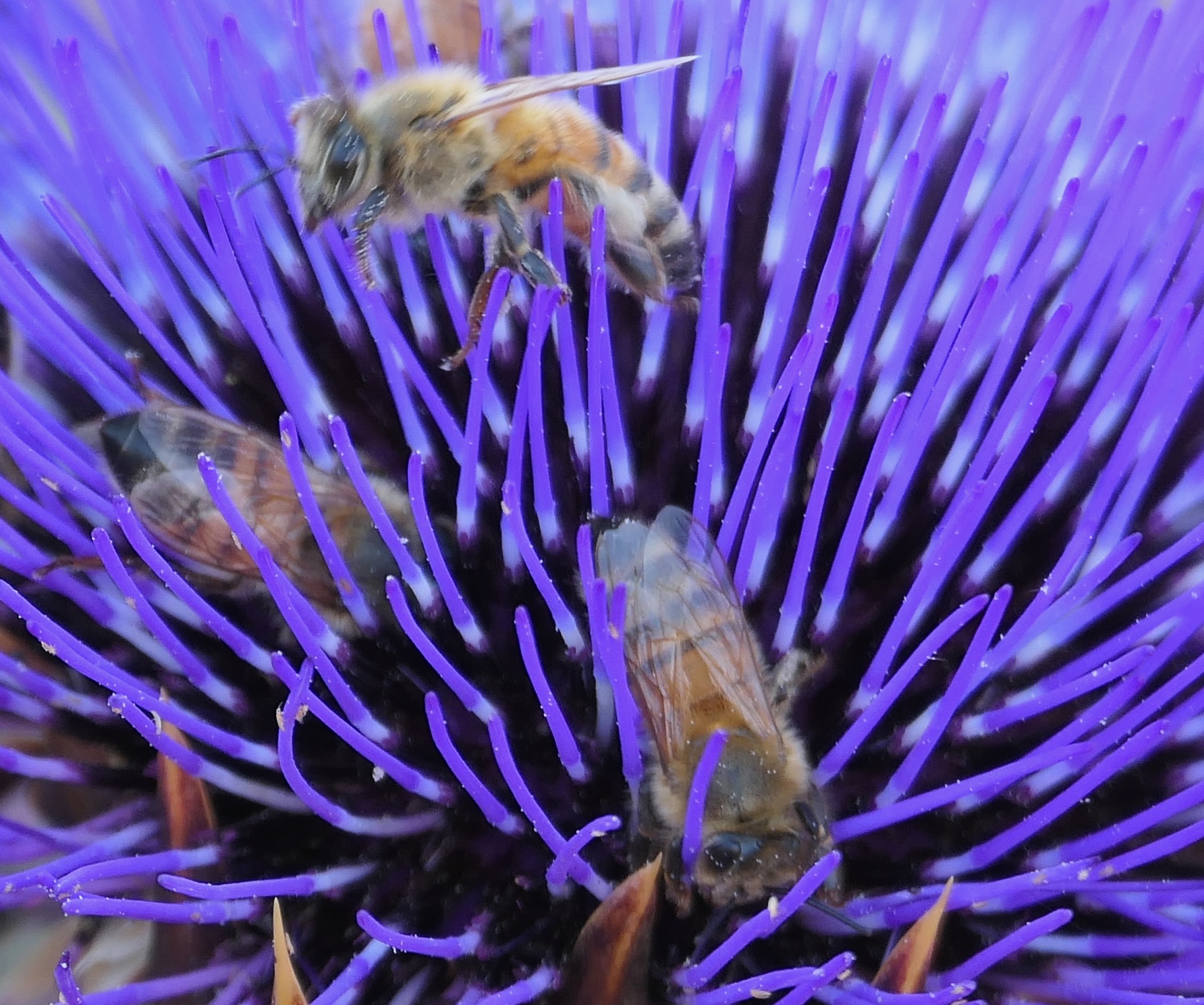 Artichoke gone wild, Rocky Ridge Road, on EBMUD land abutting Las Trampas, June 19, 2021, Panasonic DC-FZ1000M2