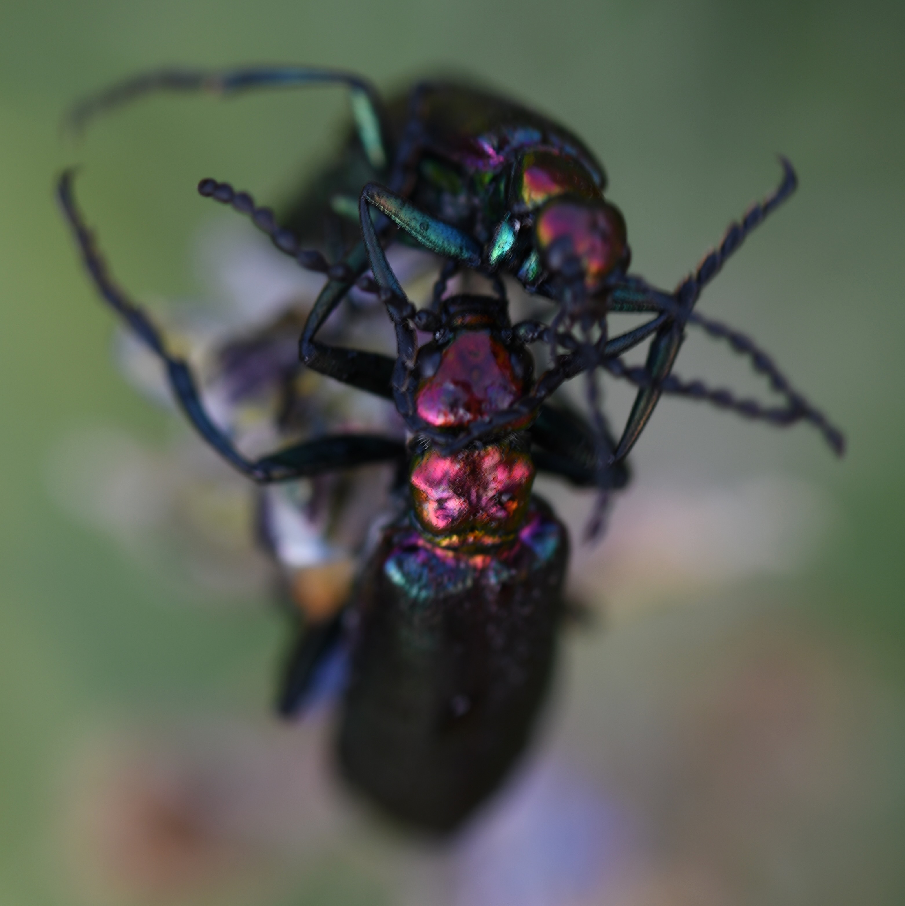 Blister Beetles discussing something, Crested Butte, Colorado, August 5, 2021, Nikon D7500; 90mm ƒ2.8