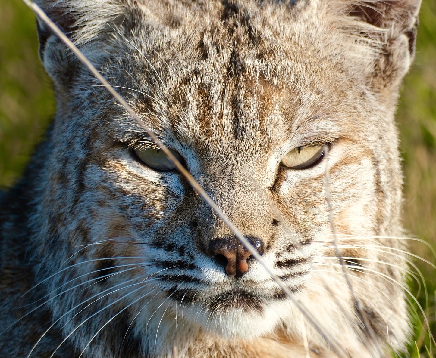 Bobcat which let me get close because it was busy, Pleasanton Ridge, January 30, 2025, Fujifilm X-H2S; 70-300mm ƒ4-5.6