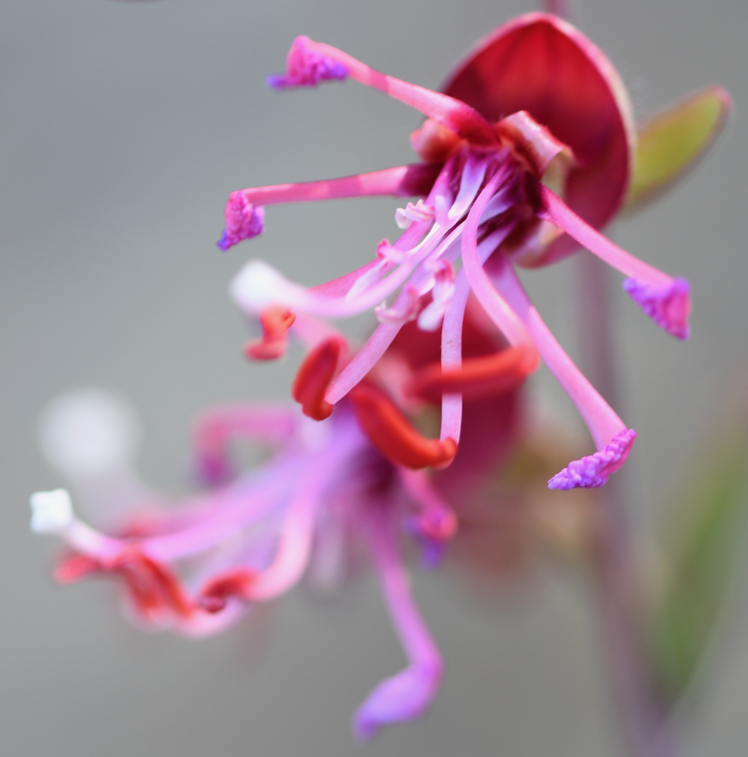 Elegant clarkia seen while running; I sat down to stare at it, Las Trampas, June 19, 2026, Nikon D7500; 90mm ƒ2.8