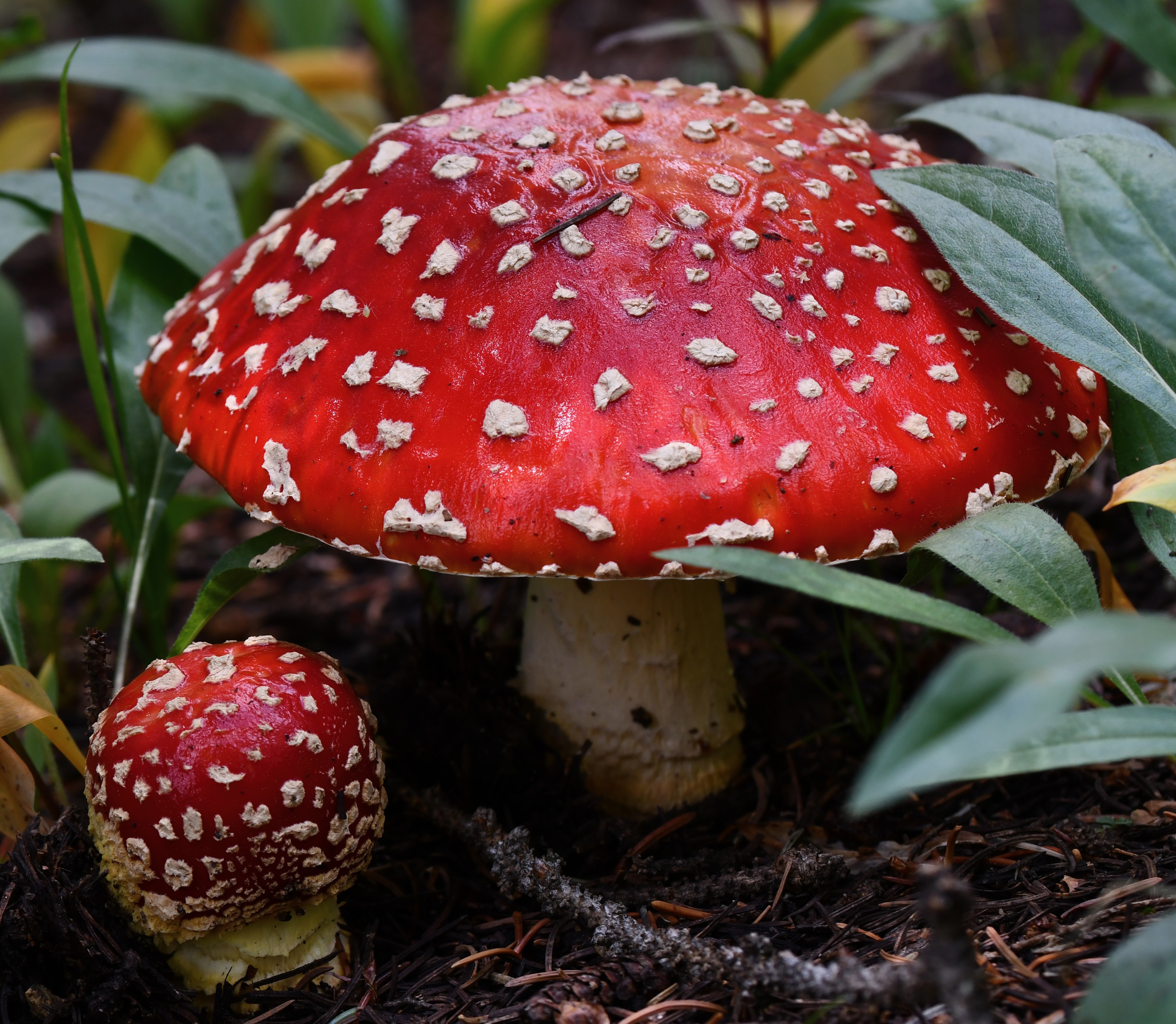 The forest was covered with Amanita muscaria, Lily Lake trail near Crested Butte, Colorado, July 31, 2021, Nikon D7500; 90.0 mm ƒ2.8
