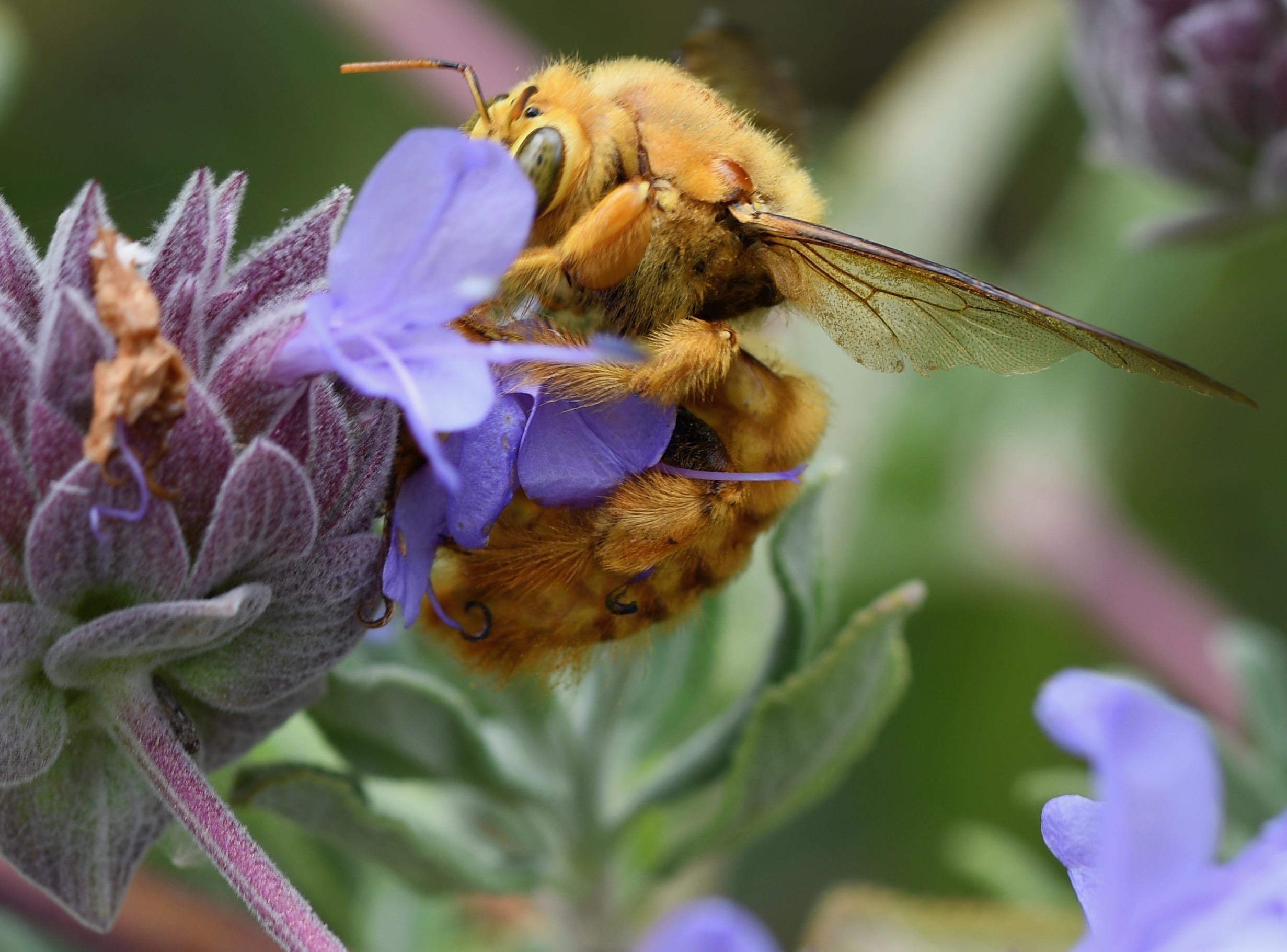 Cuddly male Xylocopa sonorina in our garden, June 5, 2022, Nikon D7500; 90mm ƒ2.8
