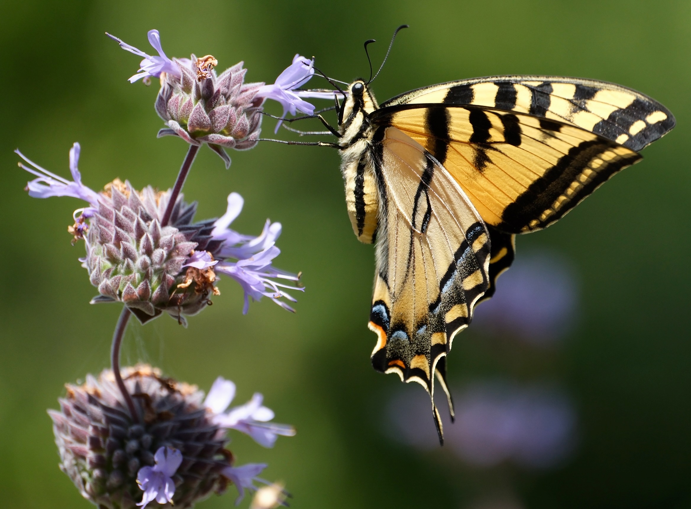 Western tiger swallowtail on Salvia leucophylla x clevelandii in our garden, June 8, 2024, Fujifilm X-H2S; 70-300mm ƒ4-5.6