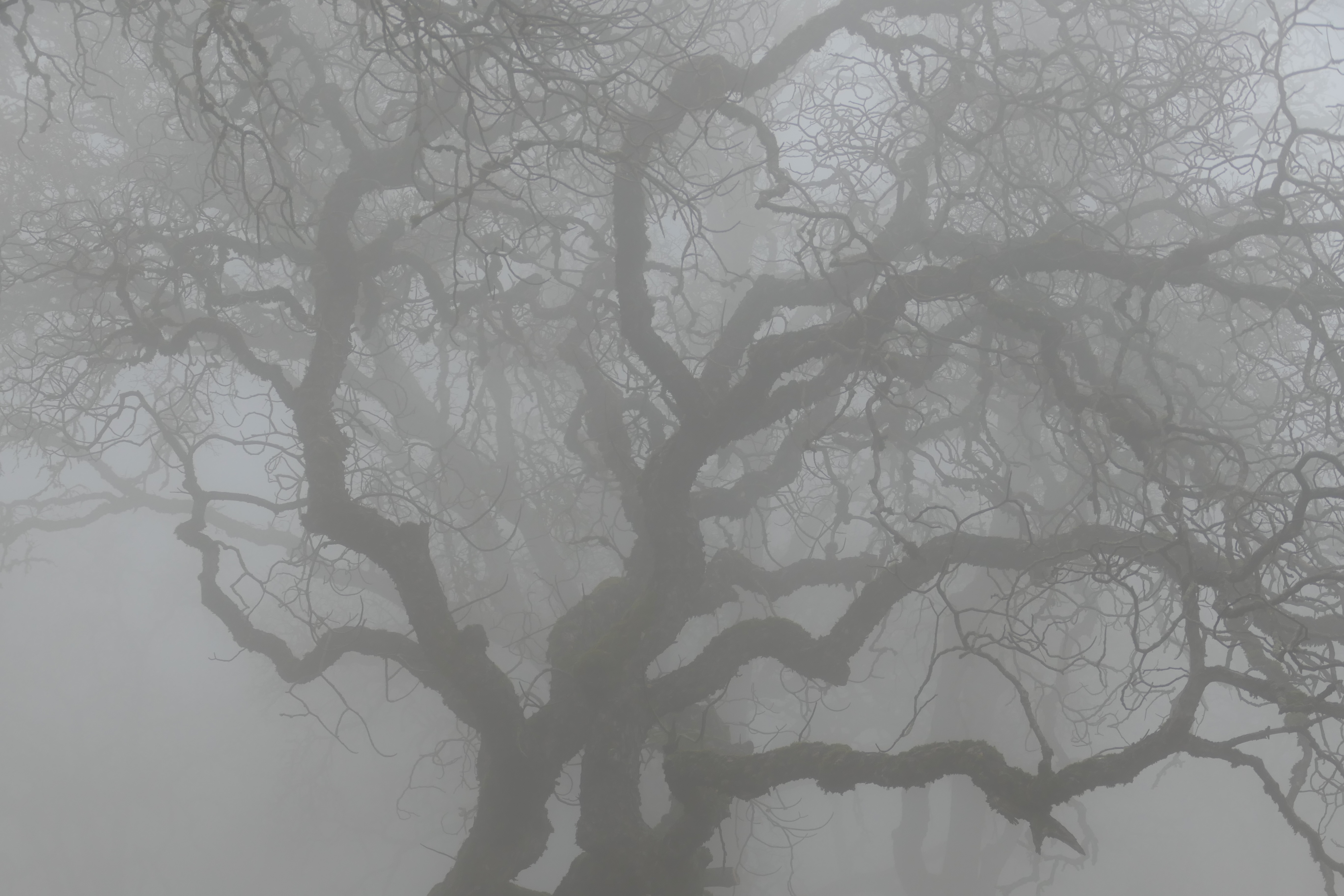 It was a foggy day, Morgan Territory, January 2, 2021, Panasonic DC-FZ1000M2